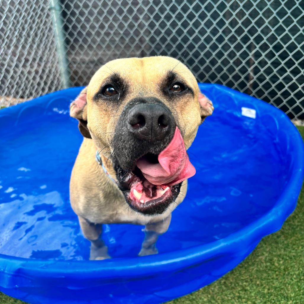 Armando, a Adoptable mixed breed in Parkersburg, WV image 4/6