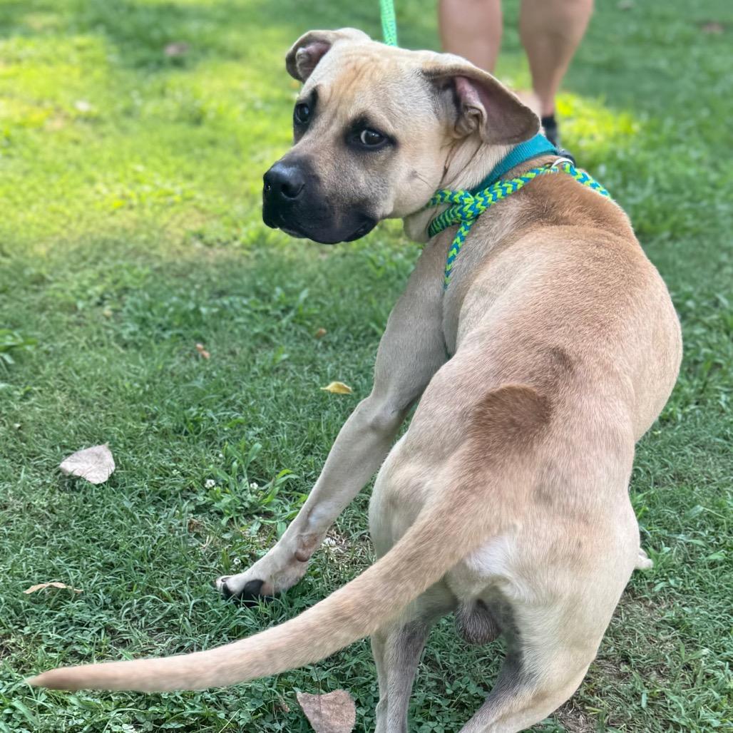 Armando, a Adoptable mixed breed in Parkersburg, WV image 5/6