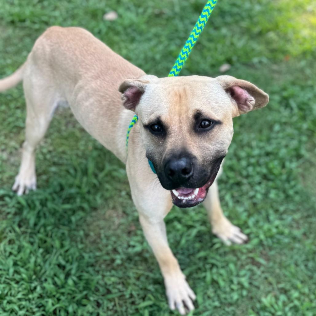 Armando, a Adoptable mixed breed in Parkersburg, WV image 6/6