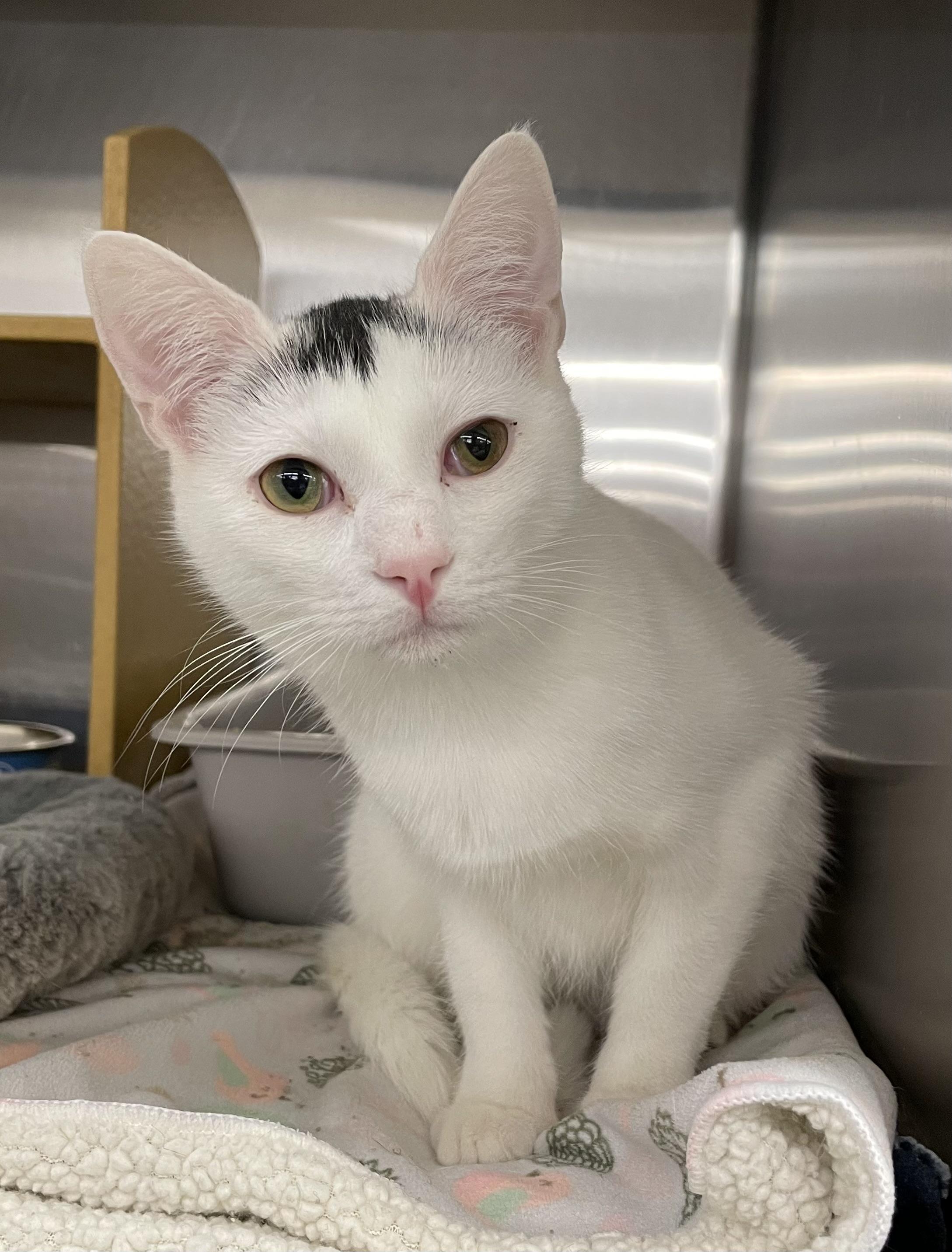 Enlarge Lita, a Adoptable Domestic Short Hair in Columbia, SC image 1/1