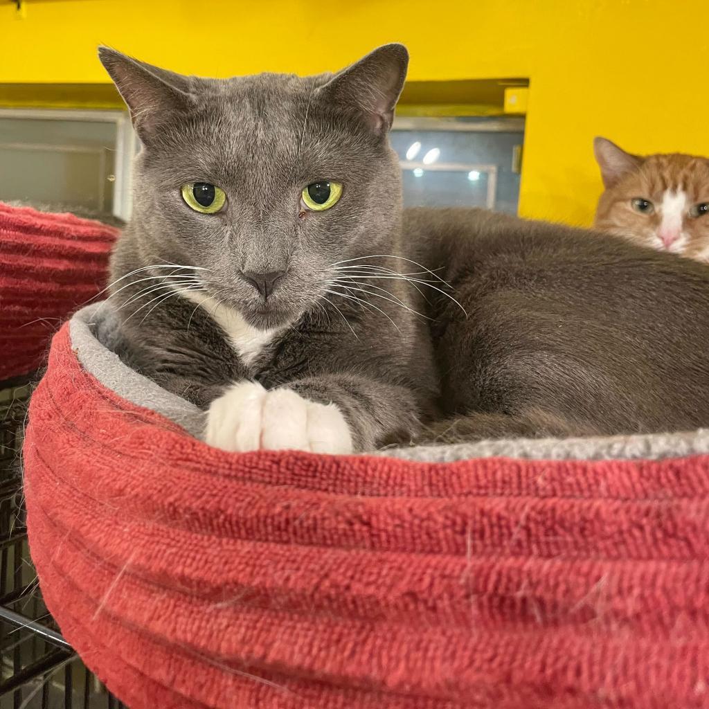 Takis (bonded with Missy), a Adoptable Domestic Short Hair in Howard beach, NY image 1/6