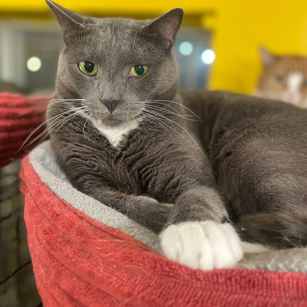 Takis (bonded with Missy), a Adoptable Domestic Short Hair in Howard beach, NY image 2/6