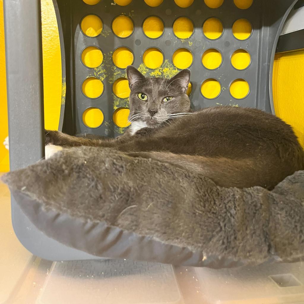 Takis (bonded with Missy), a Adoptable Domestic Short Hair in Howard beach, NY image 3/6