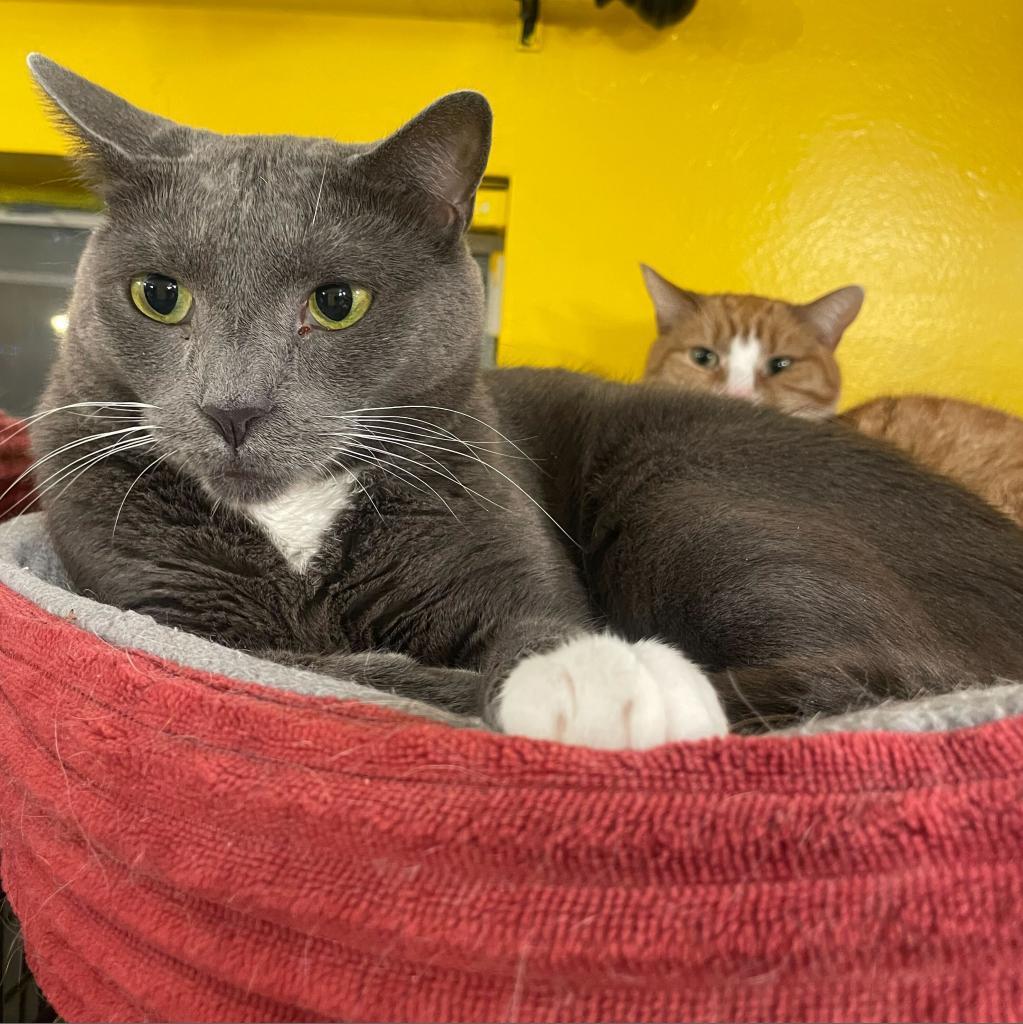 Takis (bonded with Missy), a Adoptable Domestic Short Hair in Howard beach, NY image 4/6