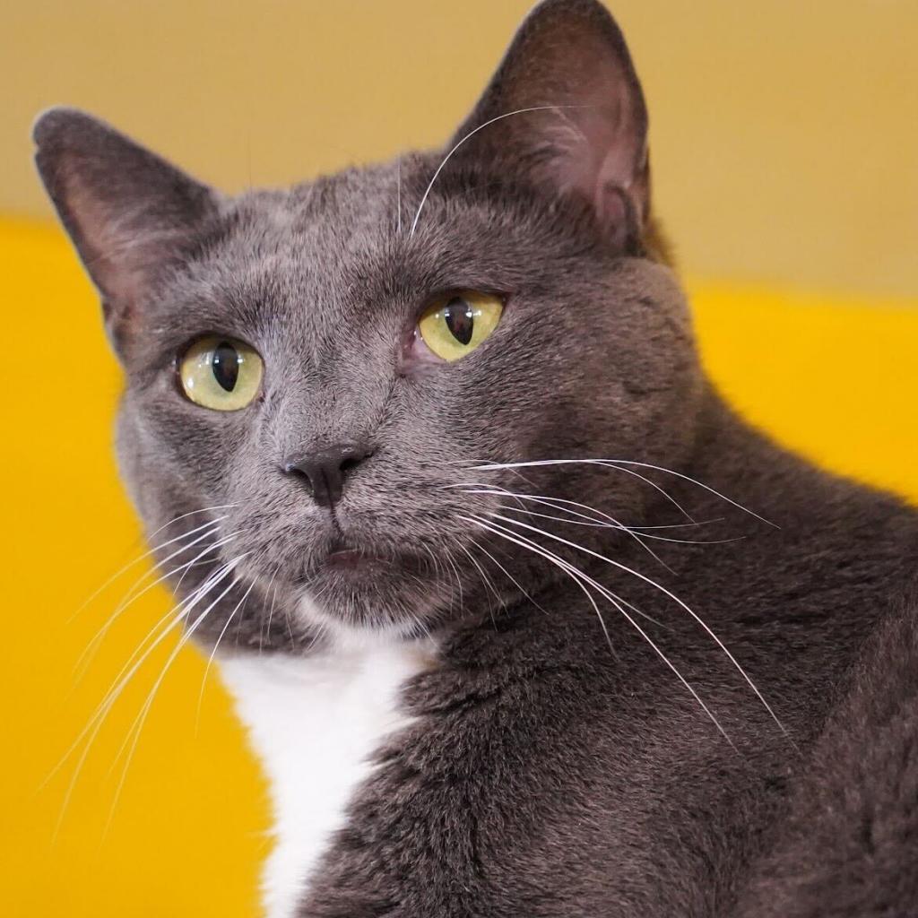 Takis (bonded with Missy), a Adoptable Domestic Short Hair in Howard beach, NY image 5/6