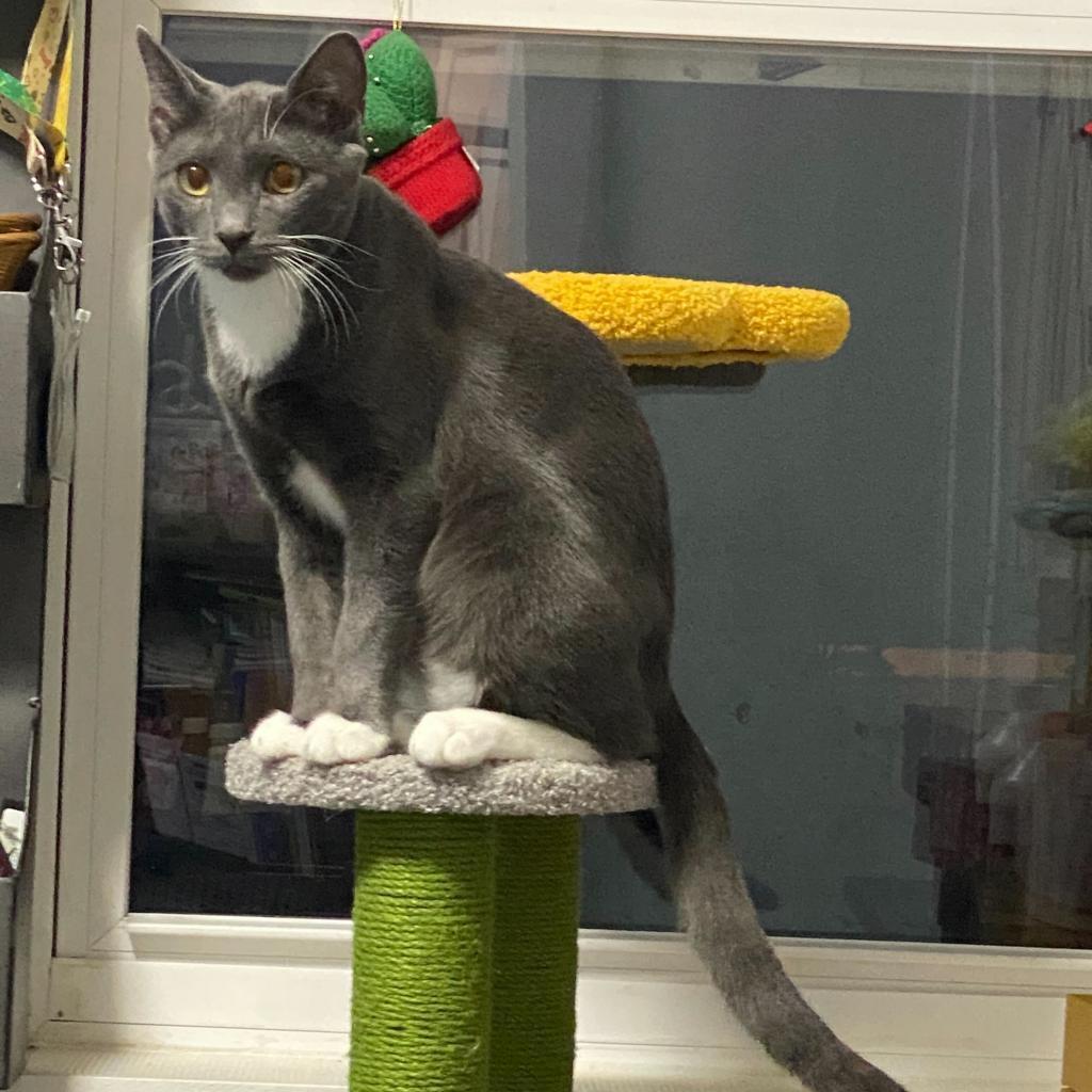 Takis (bonded with Missy), a Adoptable Domestic Short Hair in Howard beach, NY image 6/6