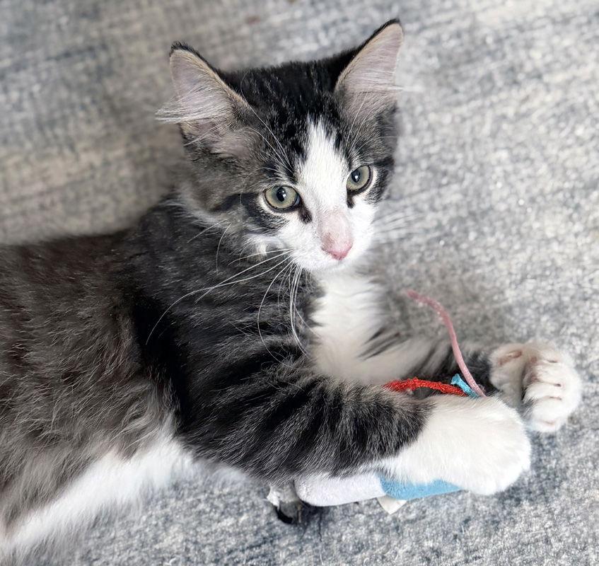 Enlarge Bizzy, a Adoptable Domestic Long Hair in Ventura, CA image 1/3