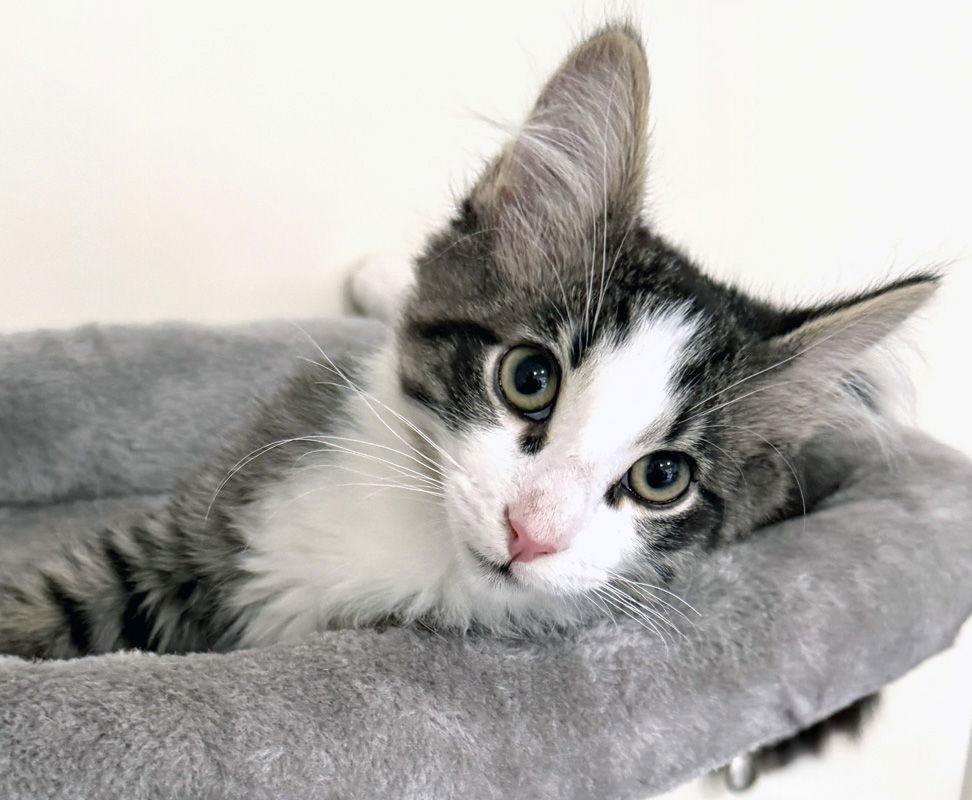 Enlarge Bizzy, a Adoptable Domestic Long Hair in Ventura, CA image 2/3