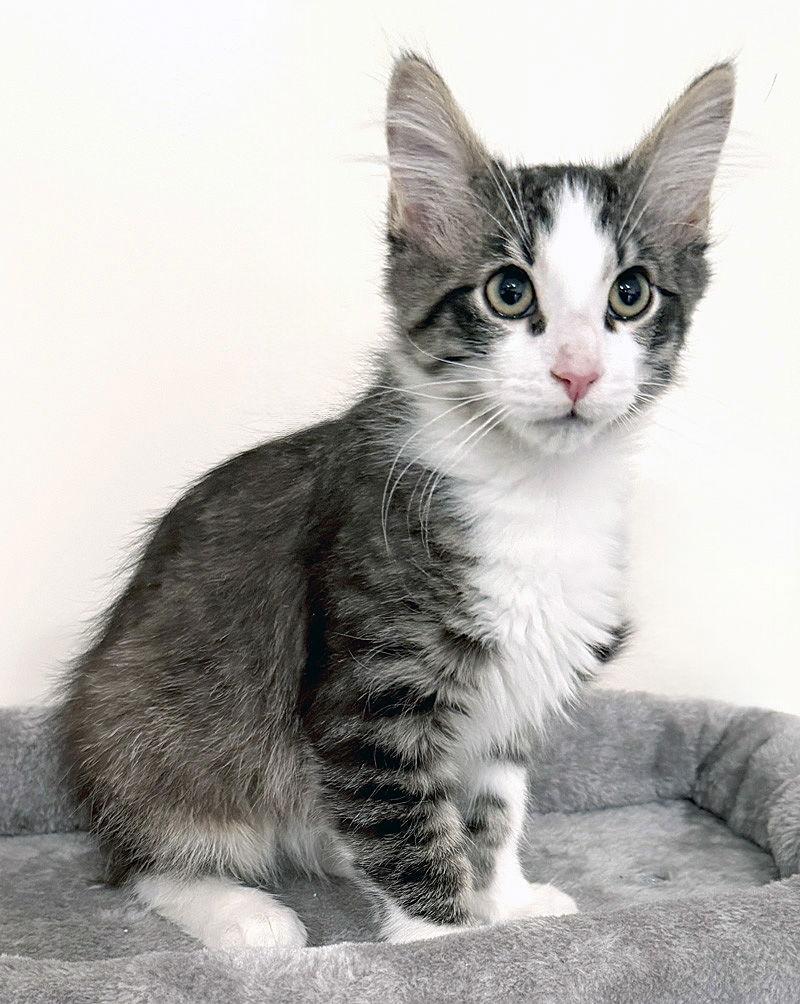 Enlarge Bizzy, a Adoptable Domestic Long Hair in Ventura, CA image 3/3