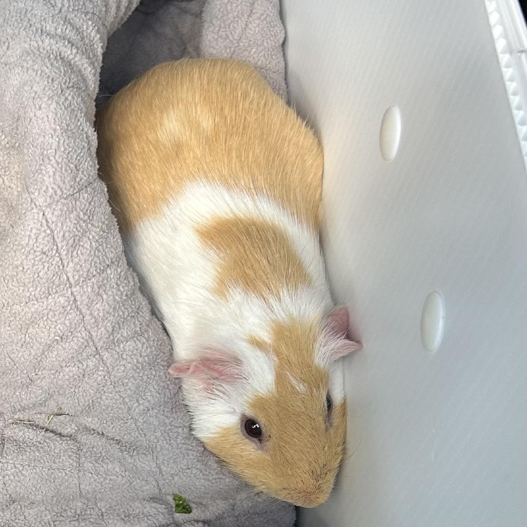 Enlarge Cheese (bonded with Roni), a Adoptable Guinea Pig in Decatur, GA image 1/2