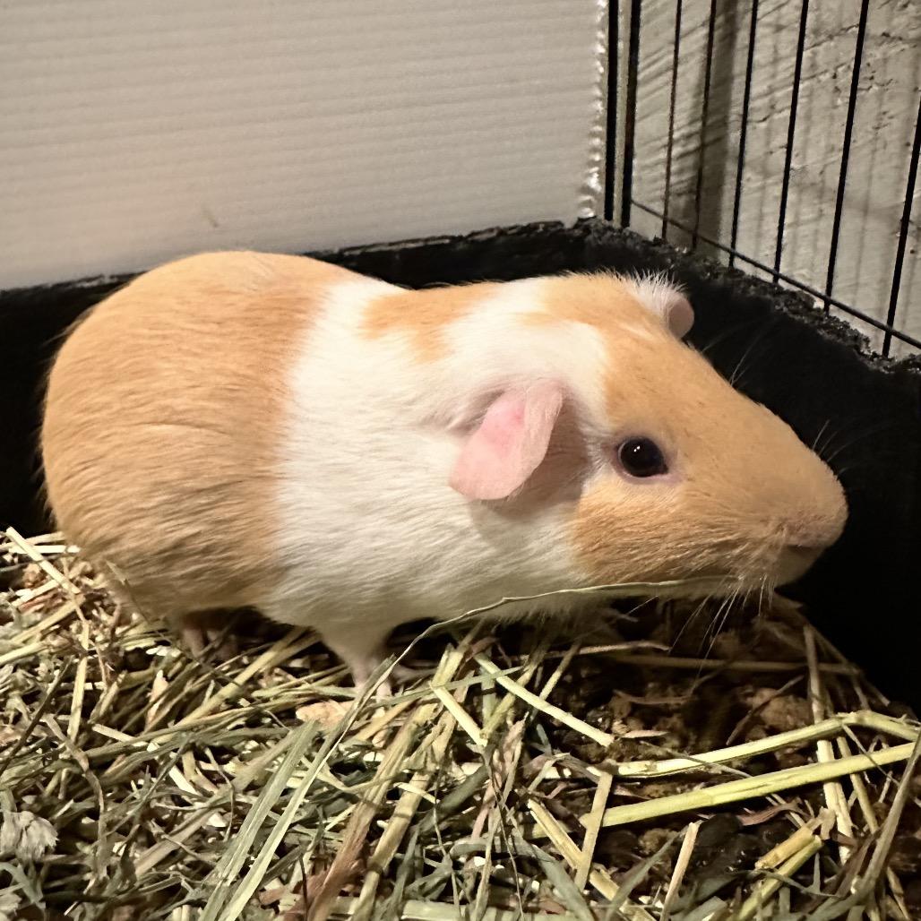 Enlarge Cheese (bonded with Roni), a Adoptable Guinea Pig in Decatur, GA image 2/2