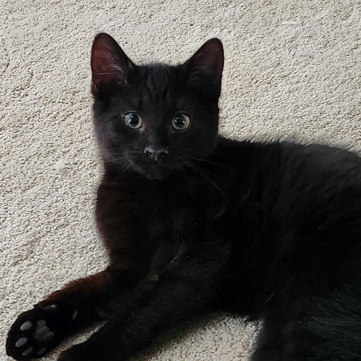 Enlarge Lumi and Orion *Bonded Pair*, an adopted Domestic Short Hair in Watertown, WI image 5/5