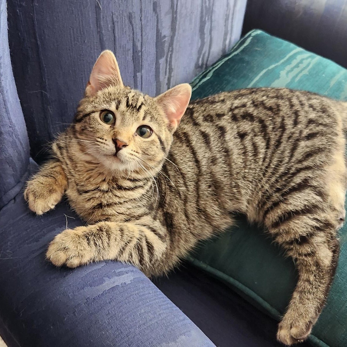 Enlarge Lumi and Orion *Bonded Pair*, an adopted Domestic Short Hair in Watertown, WI image 2/5