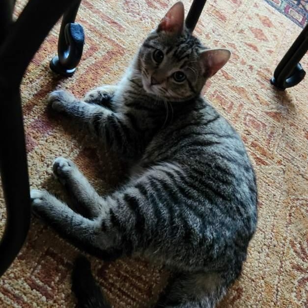 Enlarge Lumi and Orion *Bonded Pair*, an adopted Domestic Short Hair in Watertown, WI image 3/5