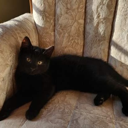 Enlarge Lumi and Orion *Bonded Pair*, an adopted Domestic Short Hair in Watertown, WI image 4/5