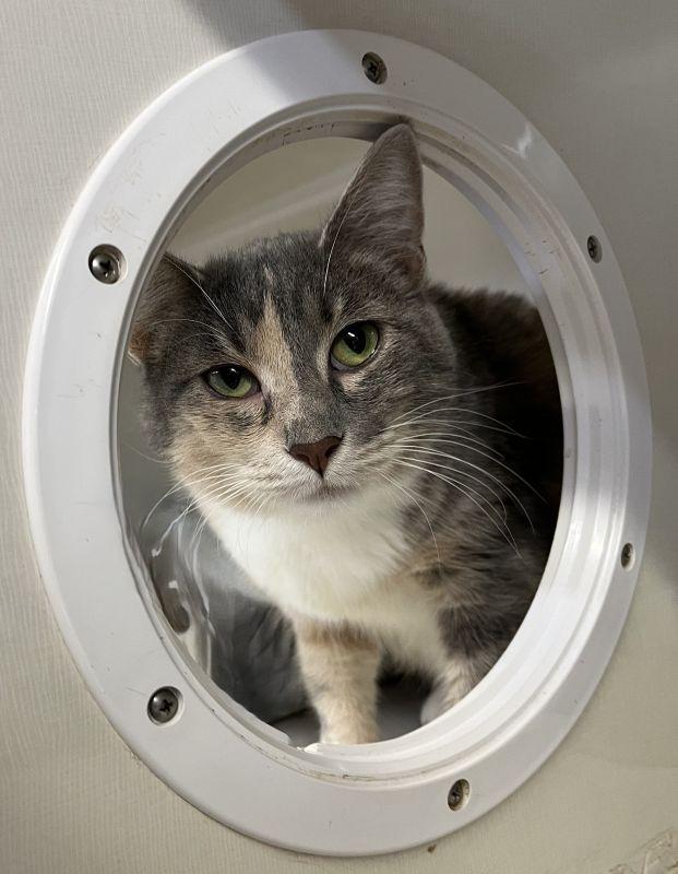 Enlarge Holly, a Adoptable mixed breed in Genoa, IL image 1/1