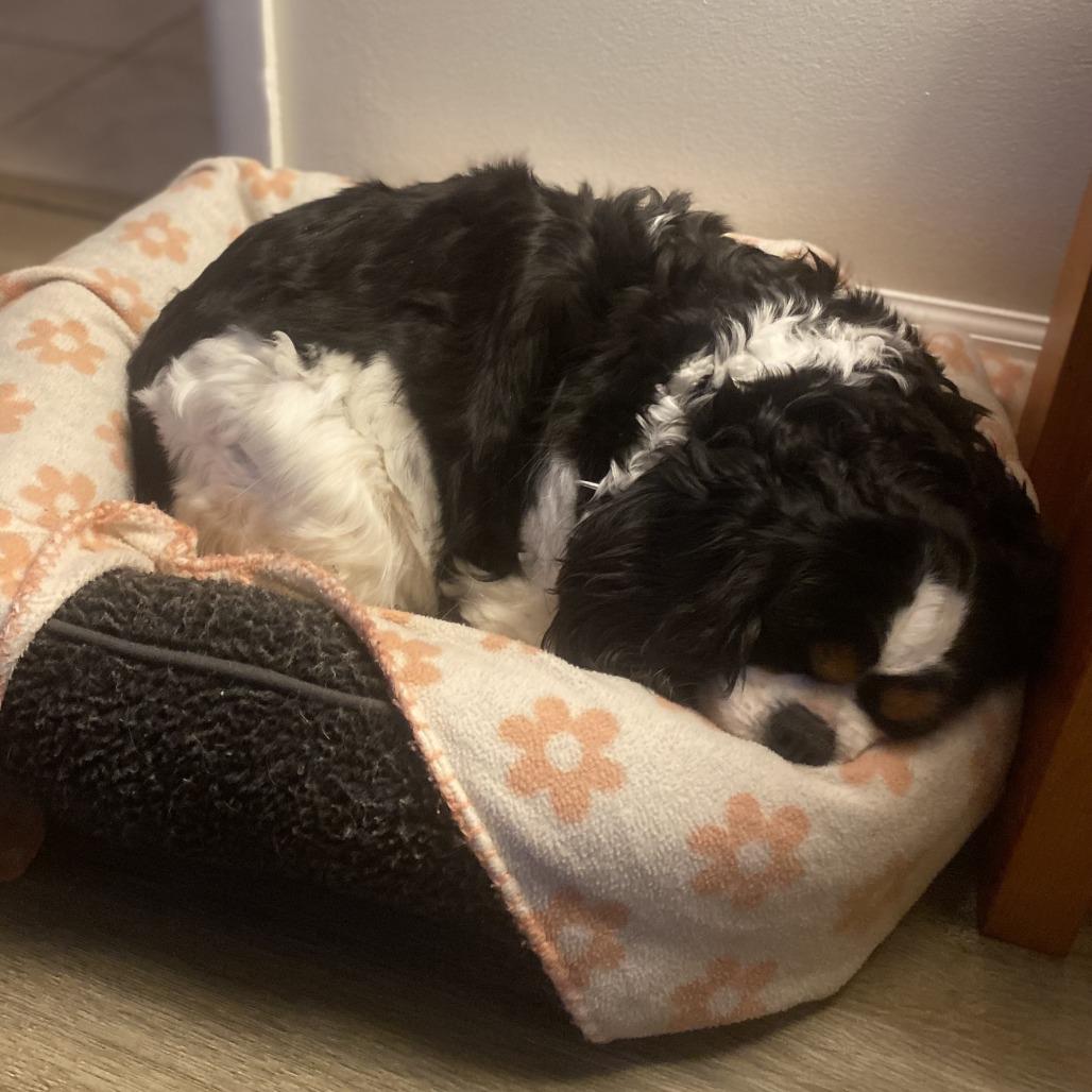 Chummy, a Adoptable Cavalier King Charles Spaniel in Cincinnati, OH image 1/4