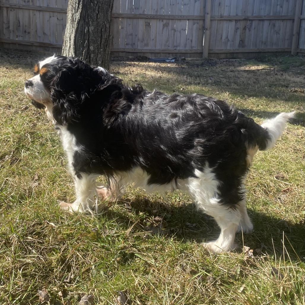 Chummy, a Adoptable Cavalier King Charles Spaniel in Cincinnati, OH image 2/4