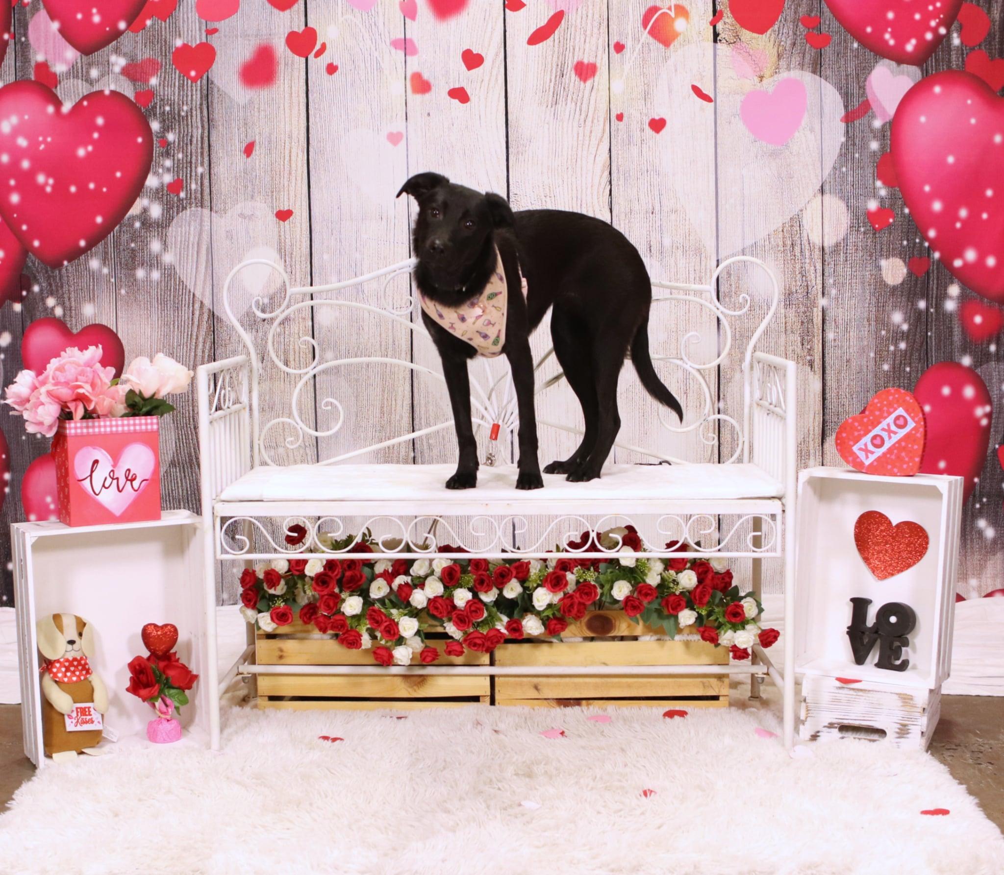 Enlarge Ripley, an adopted mixed breed in Souderton, PA image 1/5