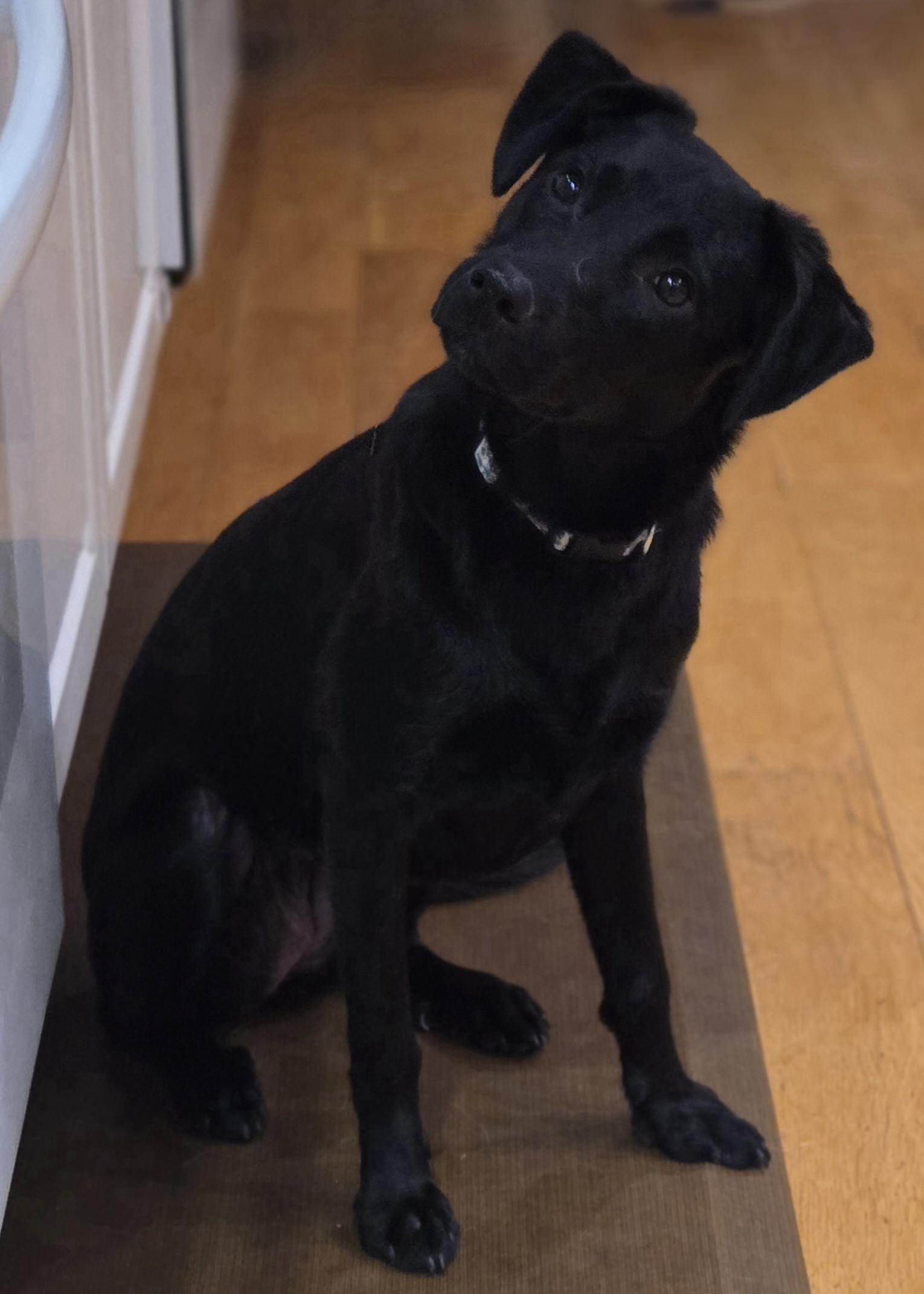 Enlarge Ripley, an adopted mixed breed in Souderton, PA image 4/5