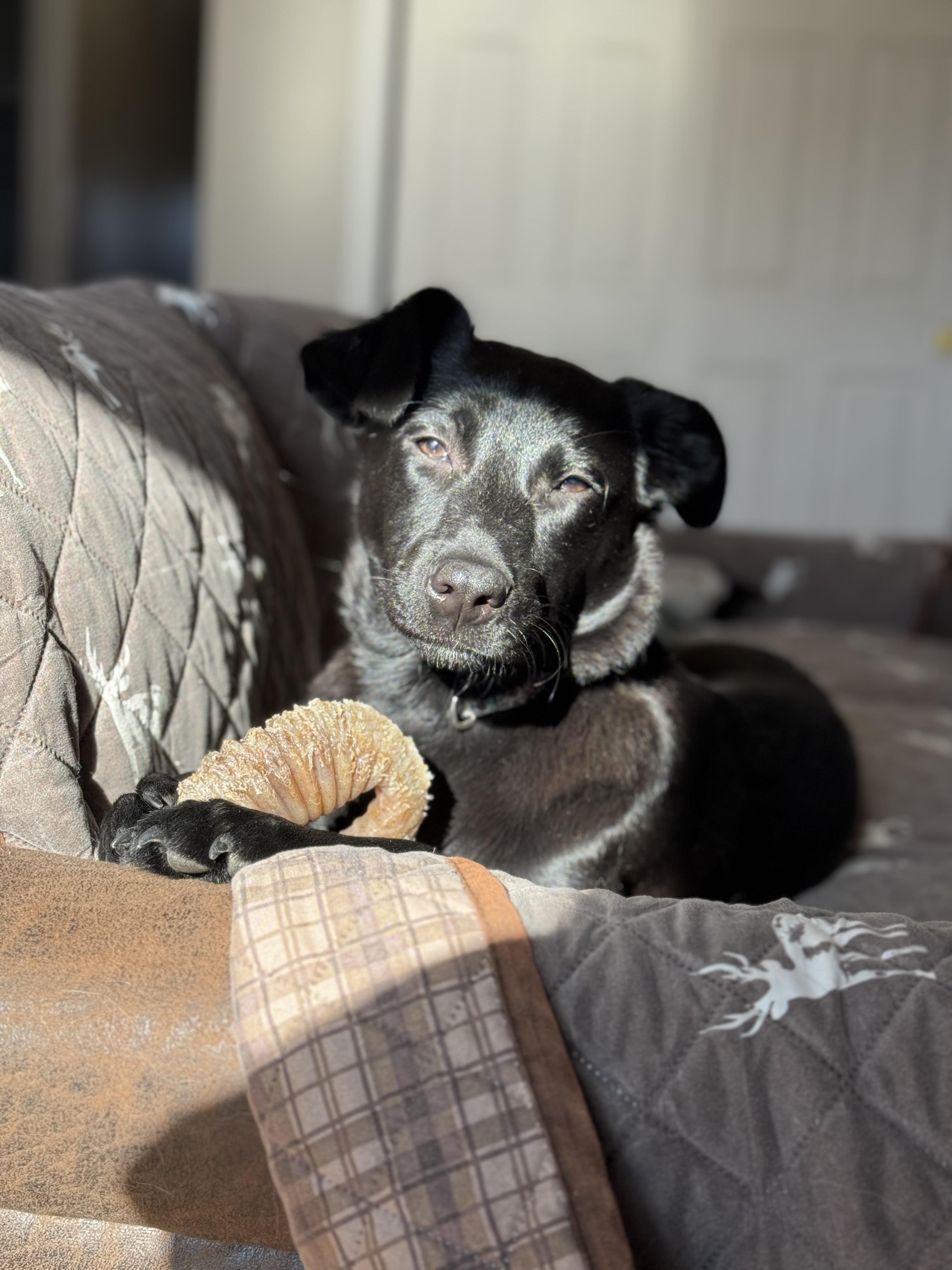 Enlarge Ripley, an adopted mixed breed in Souderton, PA image 5/5