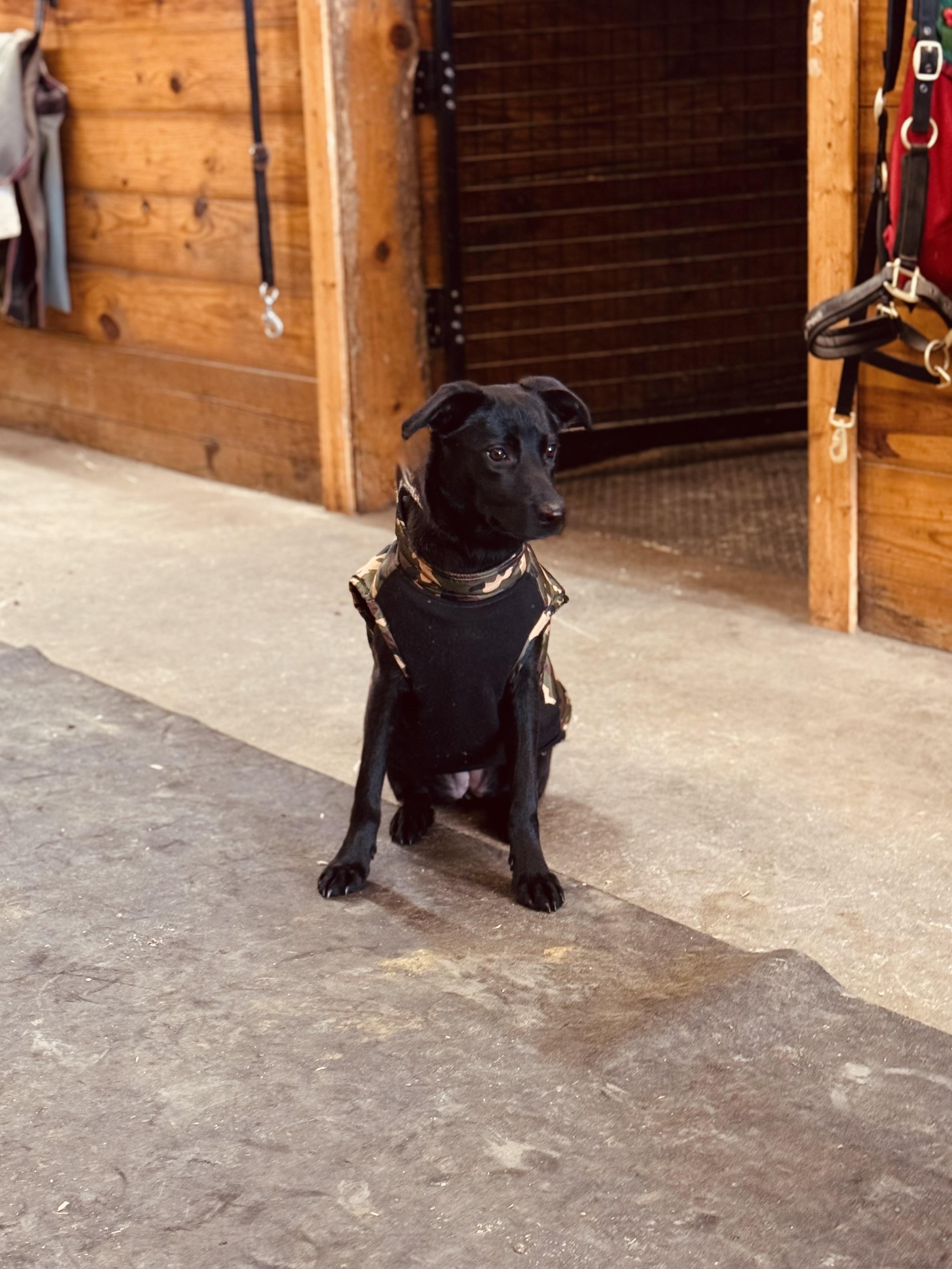 Enlarge Ripley, an adopted mixed breed in Souderton, PA image 3/5