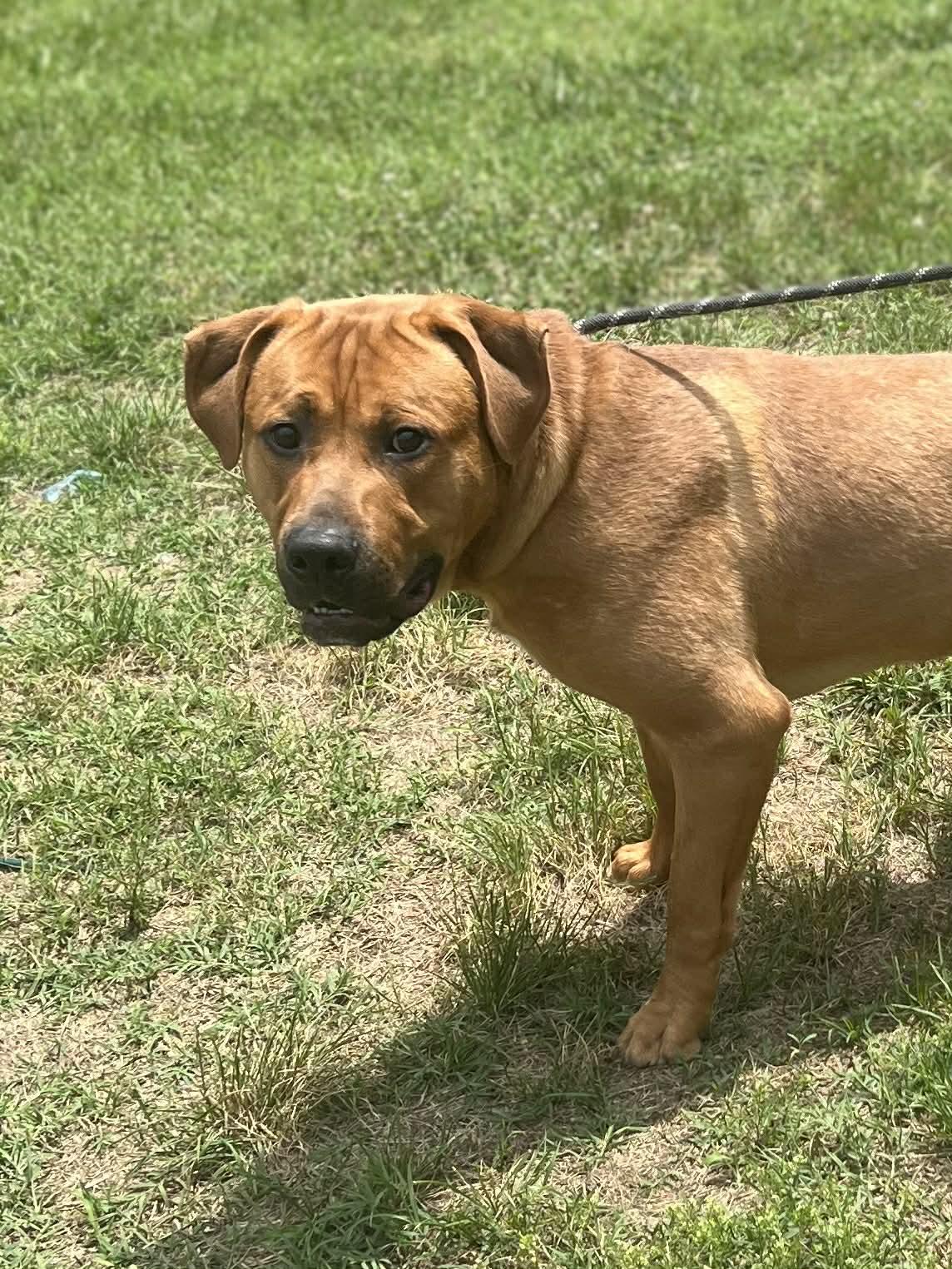 Loki, a ADOPTABLE mixed breed in Ashland, VA image 2/3