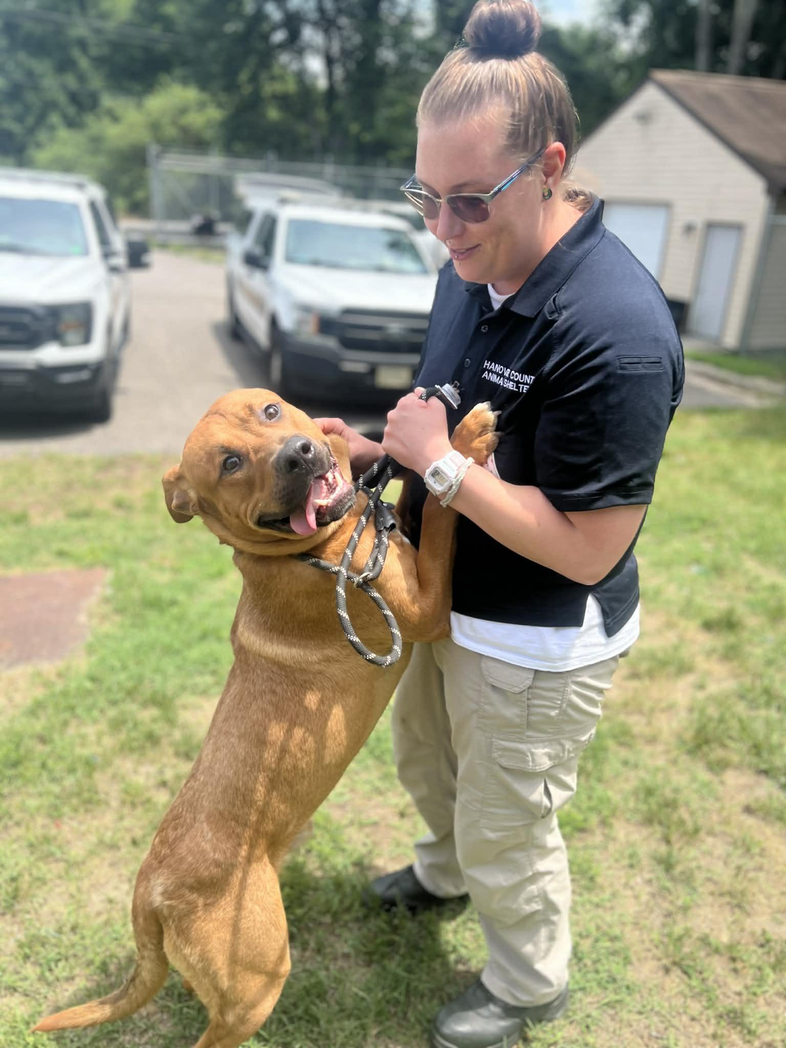 Loki, a ADOPTABLE mixed breed in Ashland, VA image 3/3