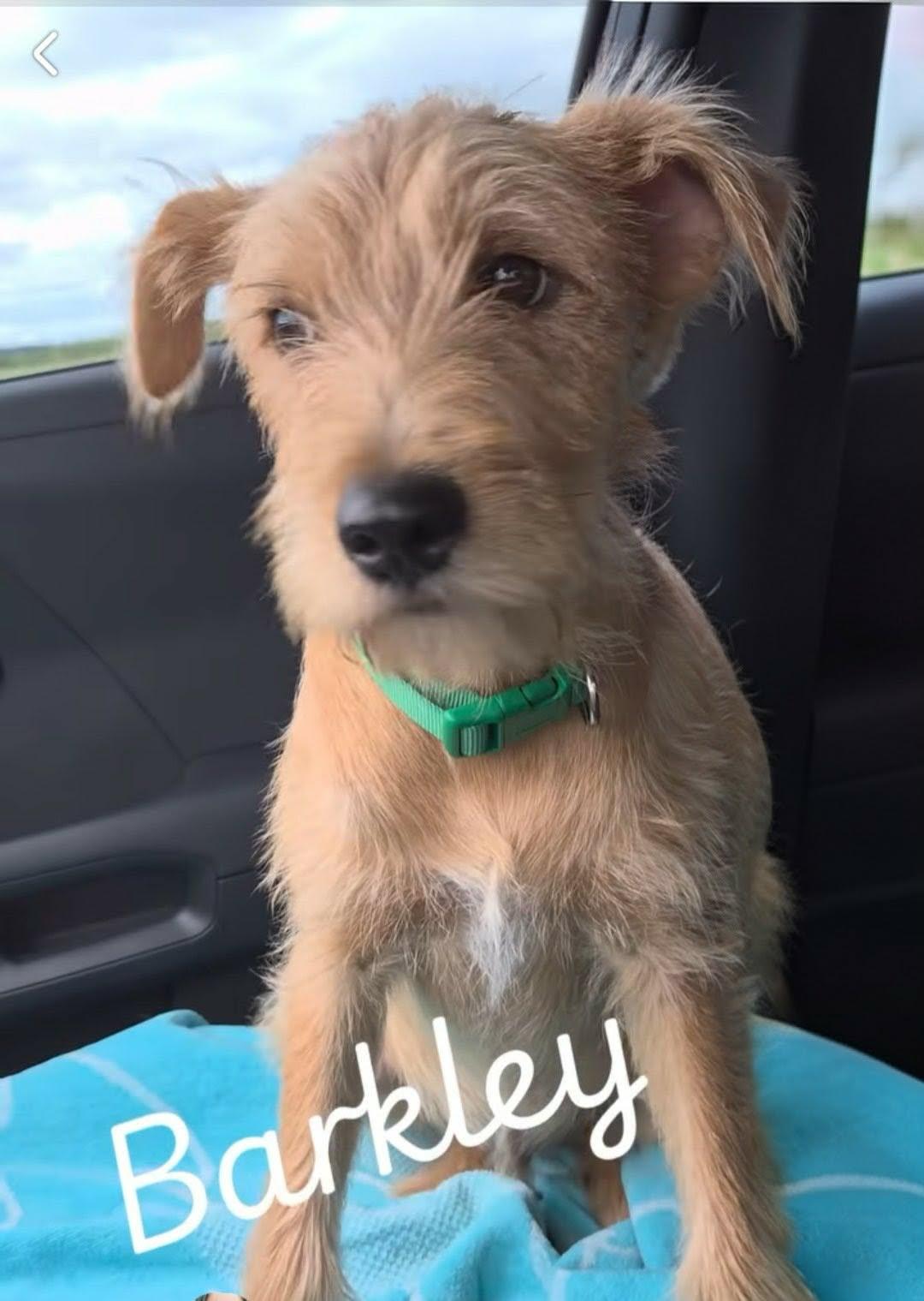 Barkley, adopted, Puppy Male Schnauzer & Cairn Terrier.