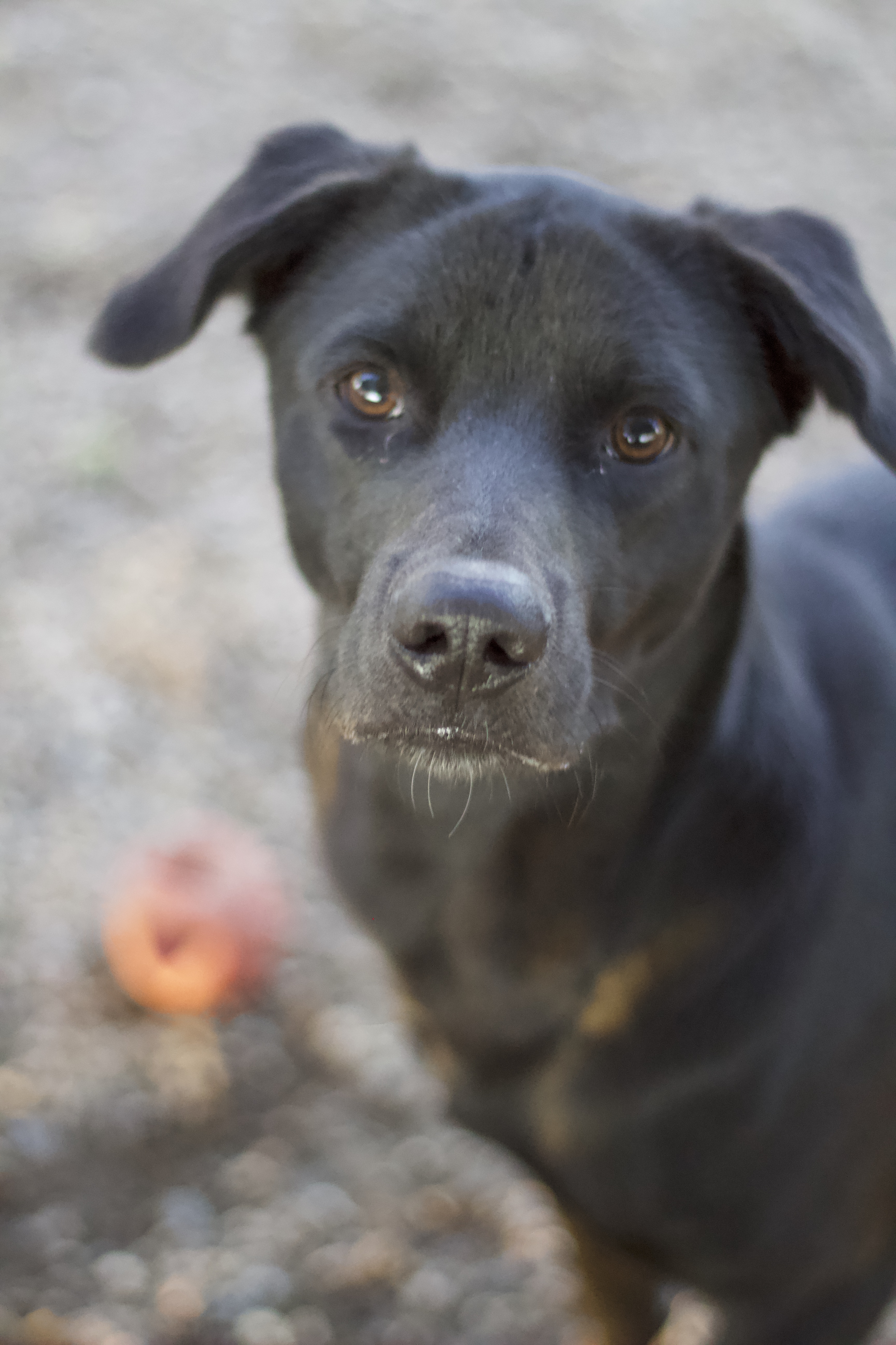 Valencia, Adoptable, Adult Female Labrador Retriever.