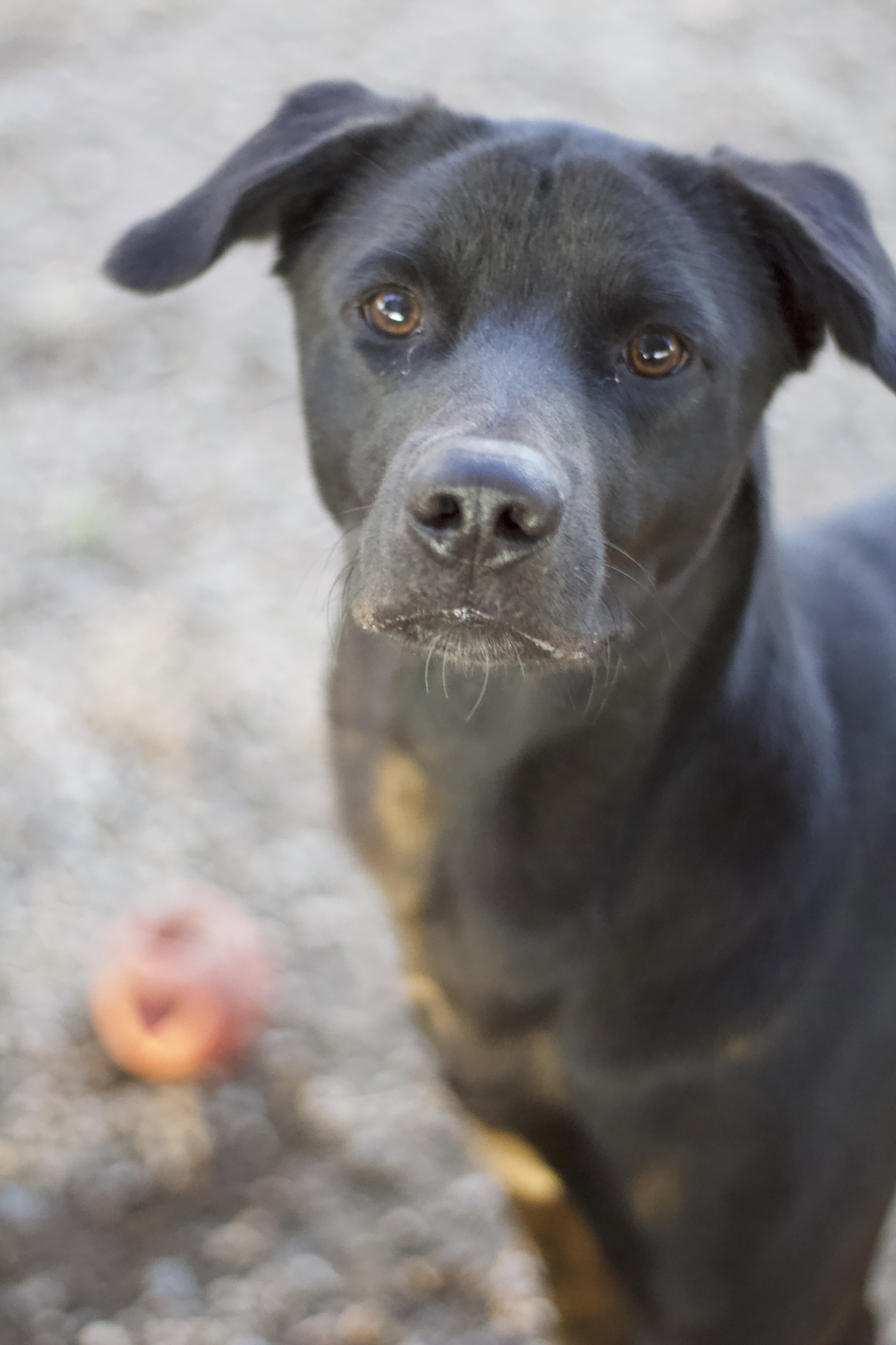 Valencia, a Adoptable mixed breed in Ottumwa, IA image 2/2