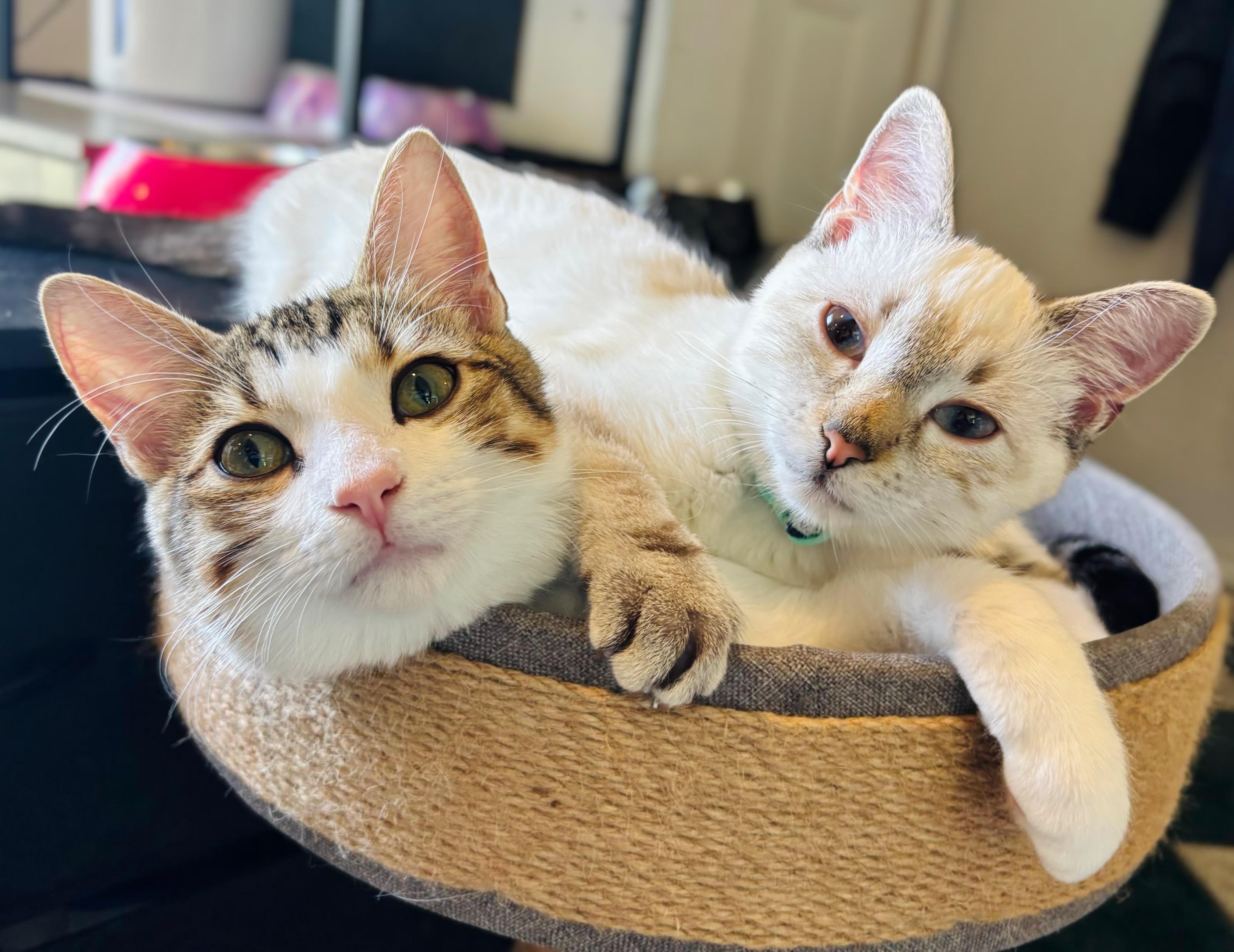 Dizzy and Dandy, adopted, Kitten Male Siamese & Domestic Short Hair.
