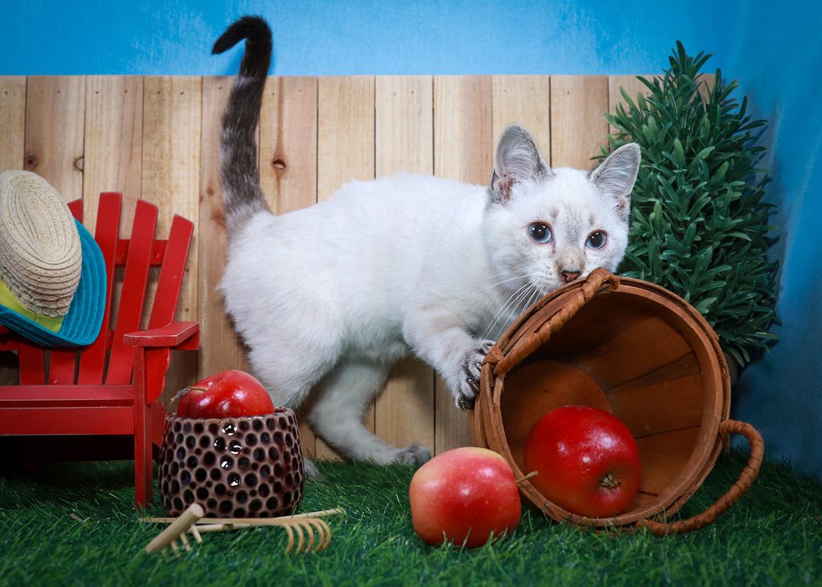 Enlarge Dizzy and Dandy, an adopted mixed breed in Parker, TX image 4/6