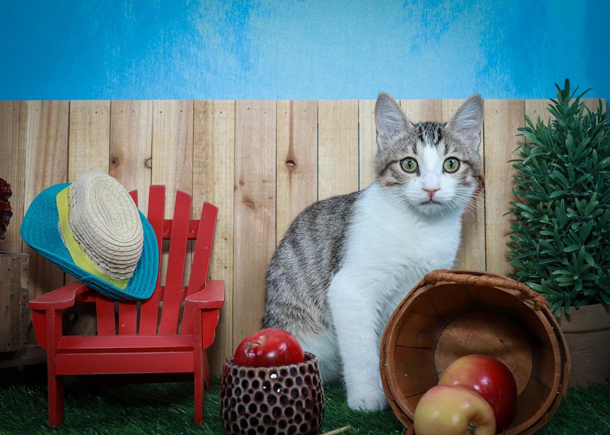 Enlarge Dizzy and Dandy, an adopted mixed breed in Parker, TX image 5/6