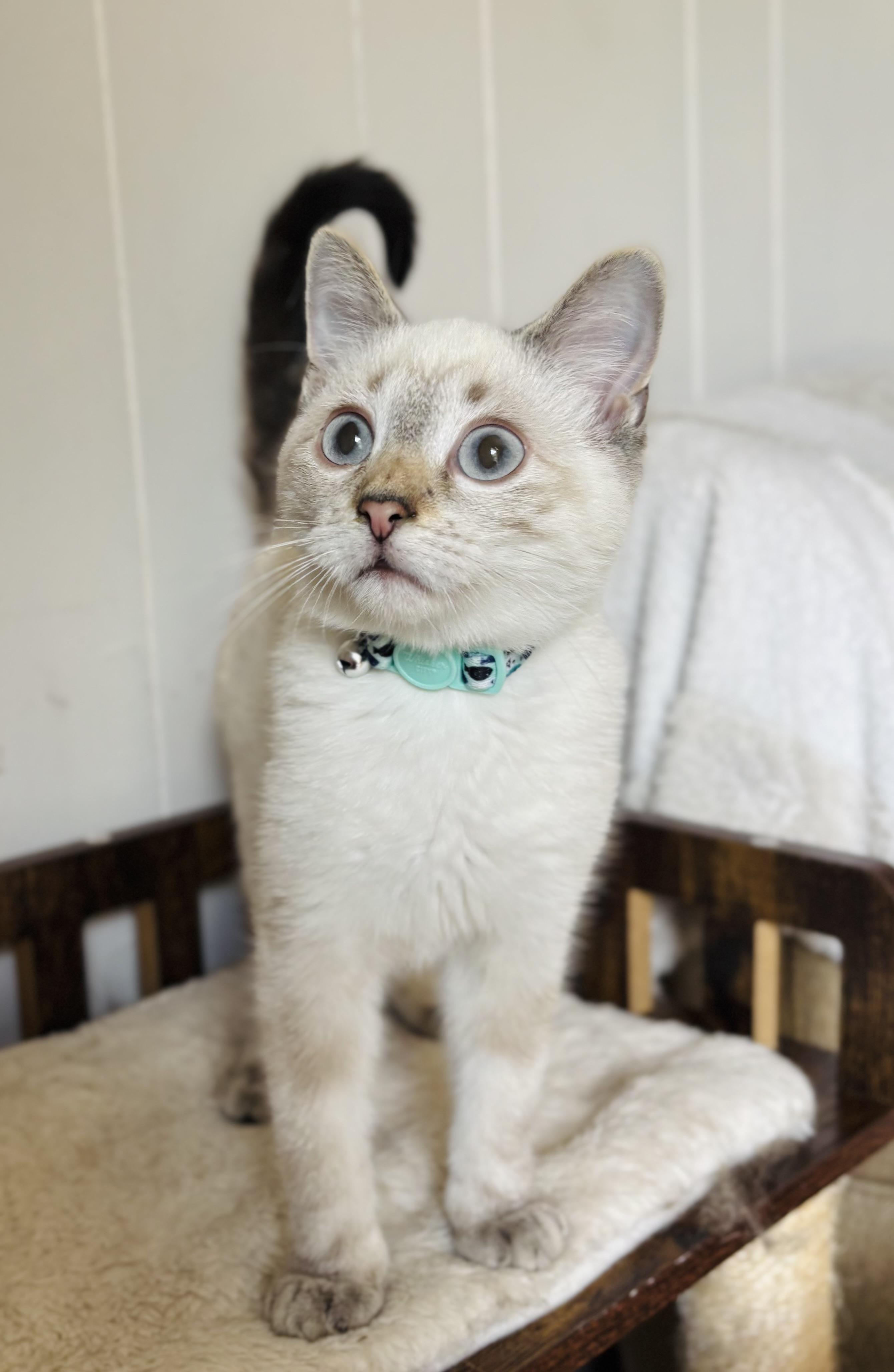 Enlarge Dizzy and Dandy, an adopted mixed breed in Parker, TX image 2/6