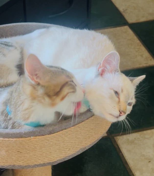 Enlarge Dizzy and Dandy, an adopted mixed breed in Parker, TX video 6/6