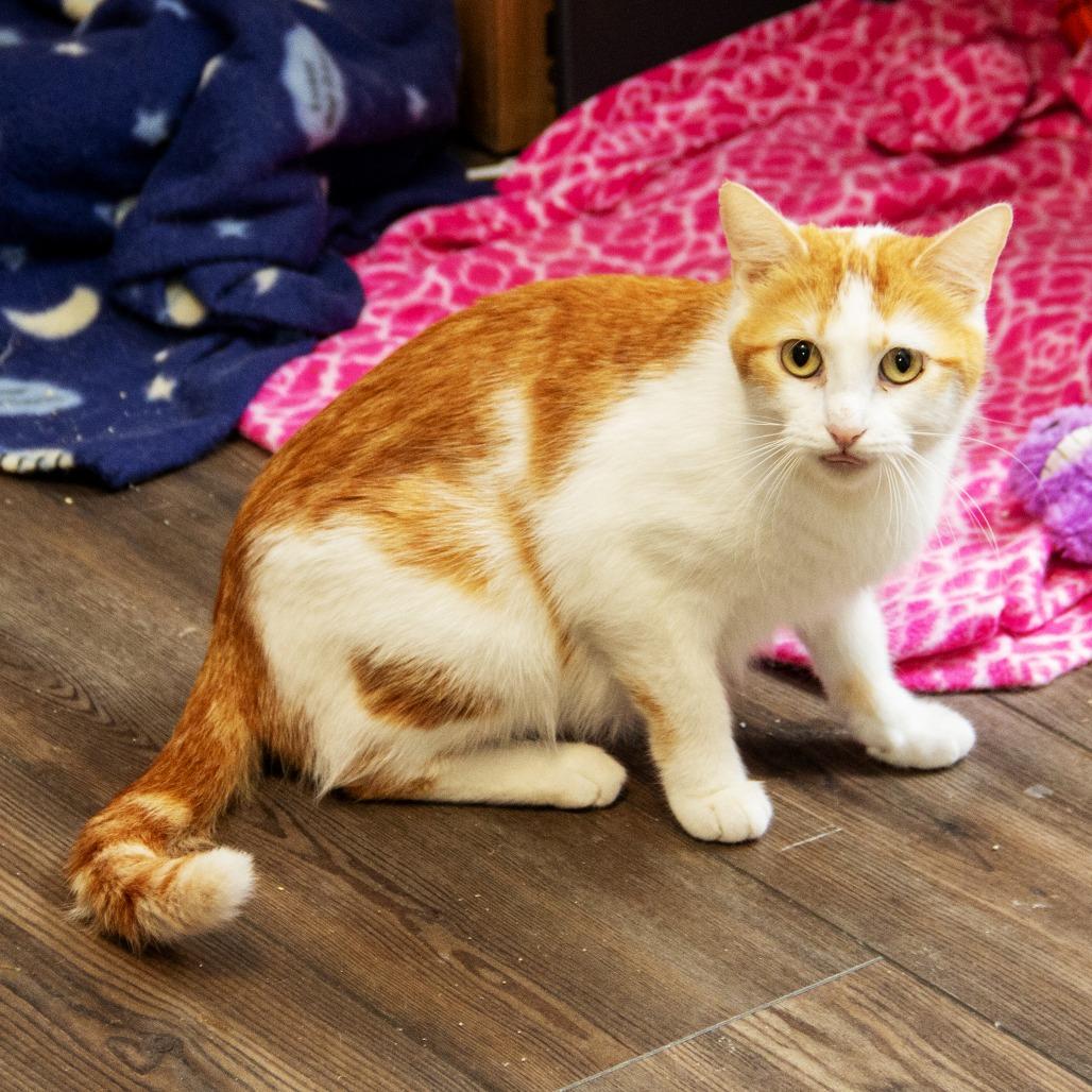 Enlarge Tobasco, a Adoptable Domestic Short Hair in Wichita, KS image 1/6