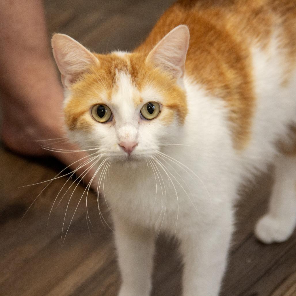 Enlarge Tobasco, a Adoptable Domestic Short Hair in Wichita, KS image 2/6