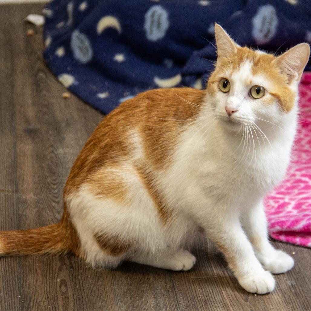Enlarge Tobasco, a Adoptable Domestic Short Hair in Wichita, KS image 3/6