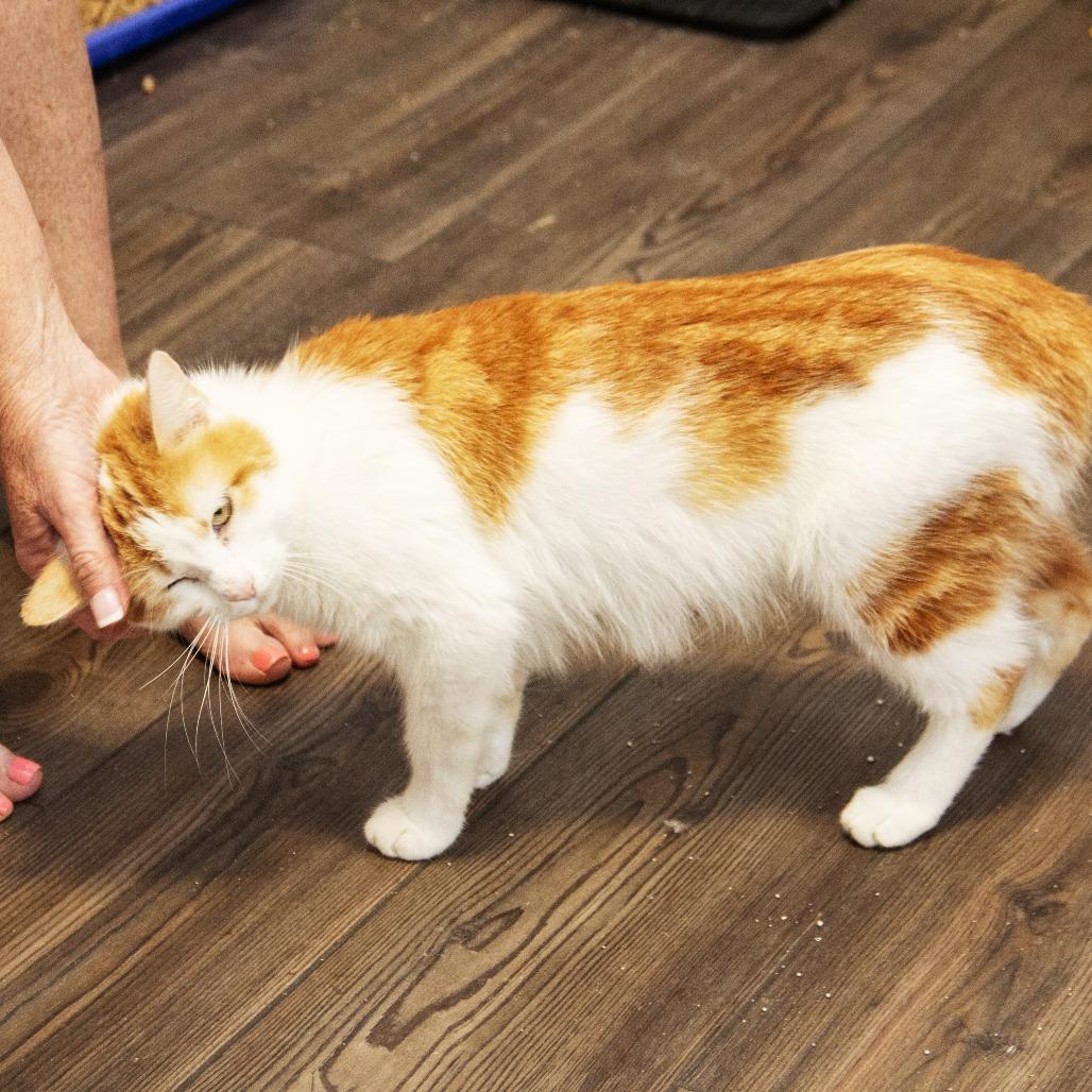 Enlarge Tobasco, a Adoptable Domestic Short Hair in Wichita, KS image 4/6