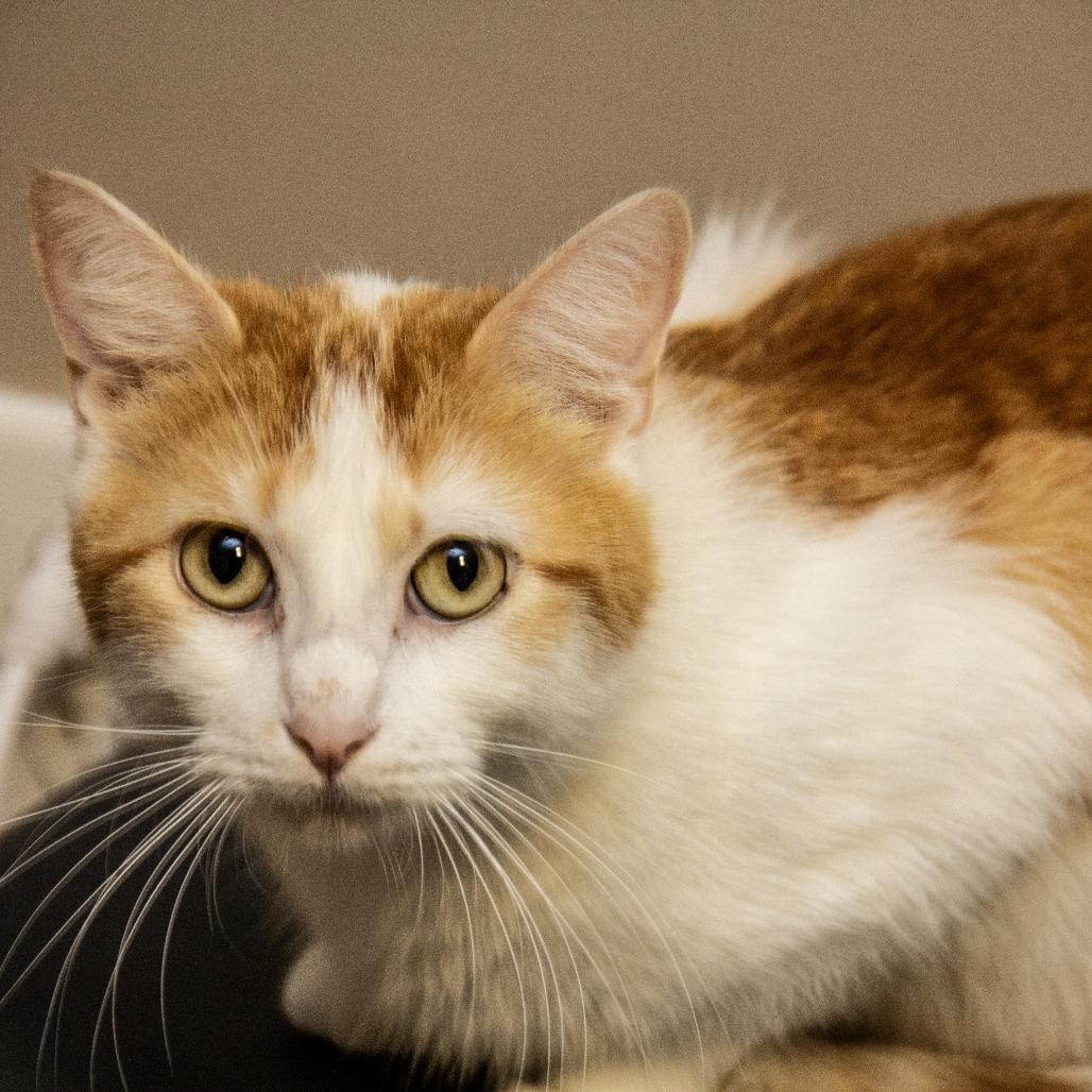 Enlarge Tobasco, a Adoptable Domestic Short Hair in Wichita, KS image 5/6
