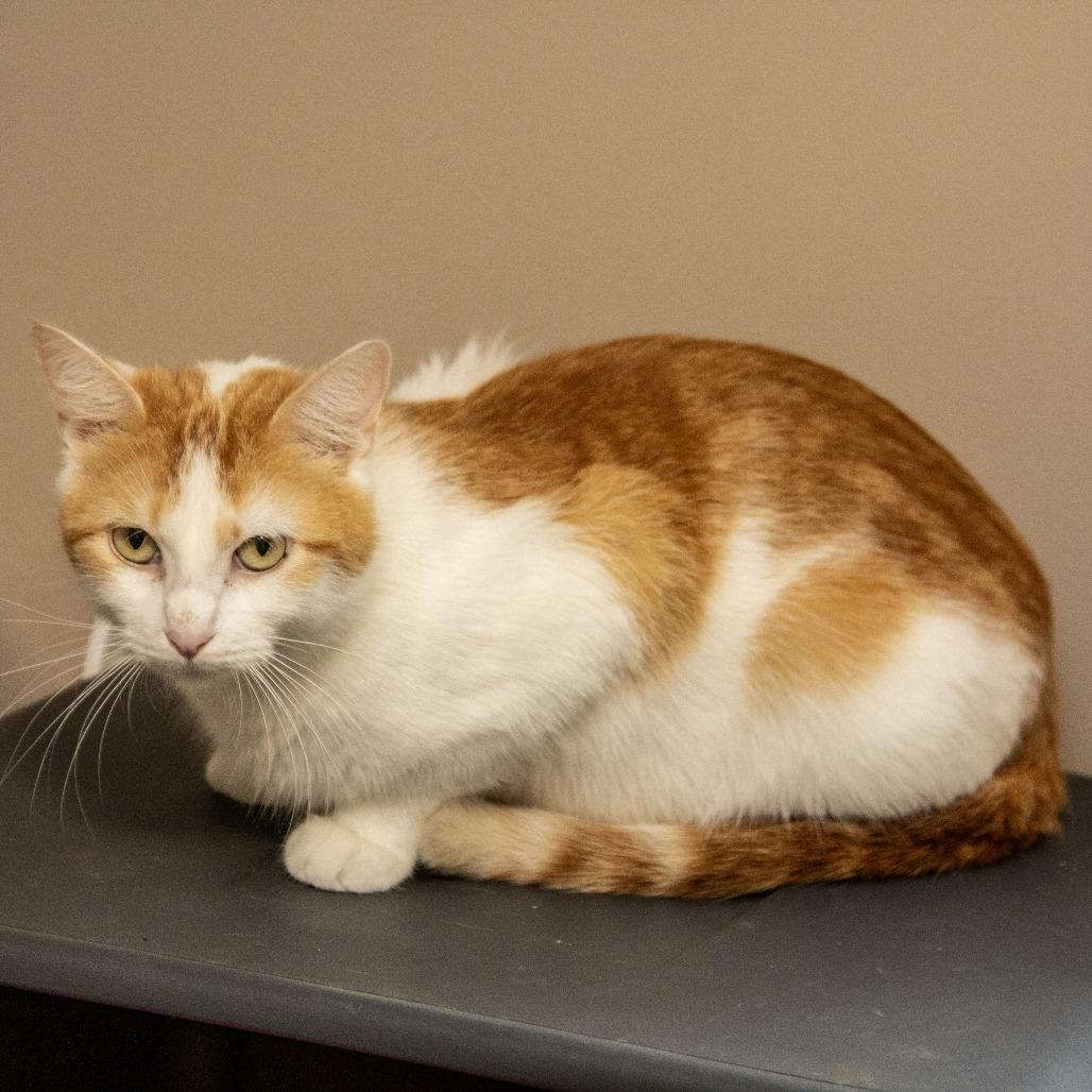 Enlarge Tobasco, a Adoptable Domestic Short Hair in Wichita, KS image 6/6