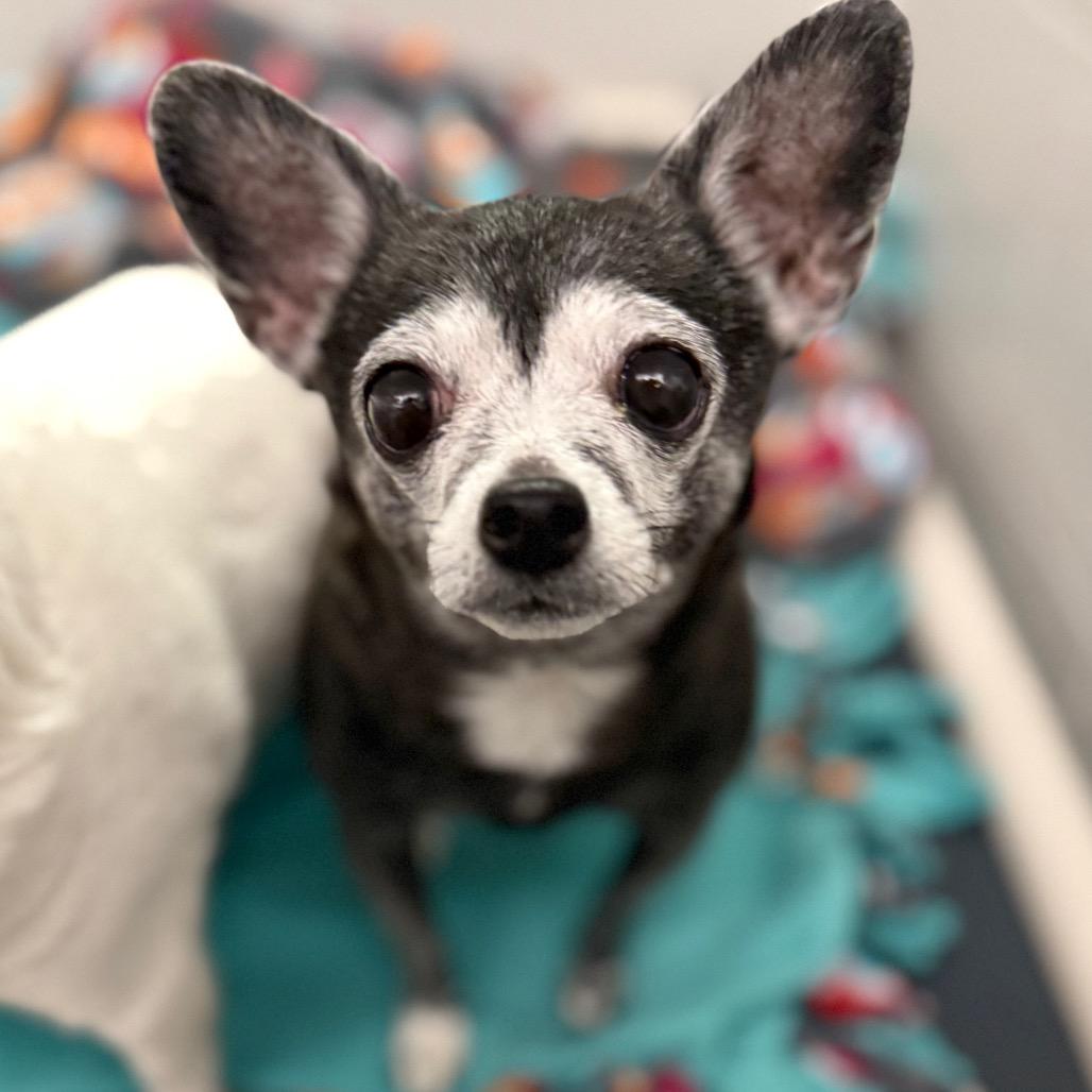 Enlarge Abby, a Adoptable Chihuahua in Fort Wayne, IN image 1/2