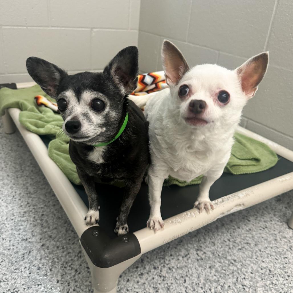 Enlarge Abby, a Adoptable Chihuahua in Fort Wayne, IN image 2/2