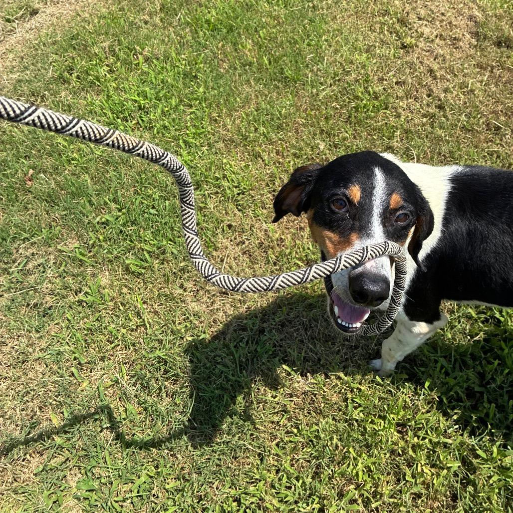 Enlarge Dulce, a Adoptable Mixed Breed in Fredericksburg, VA image 1/6