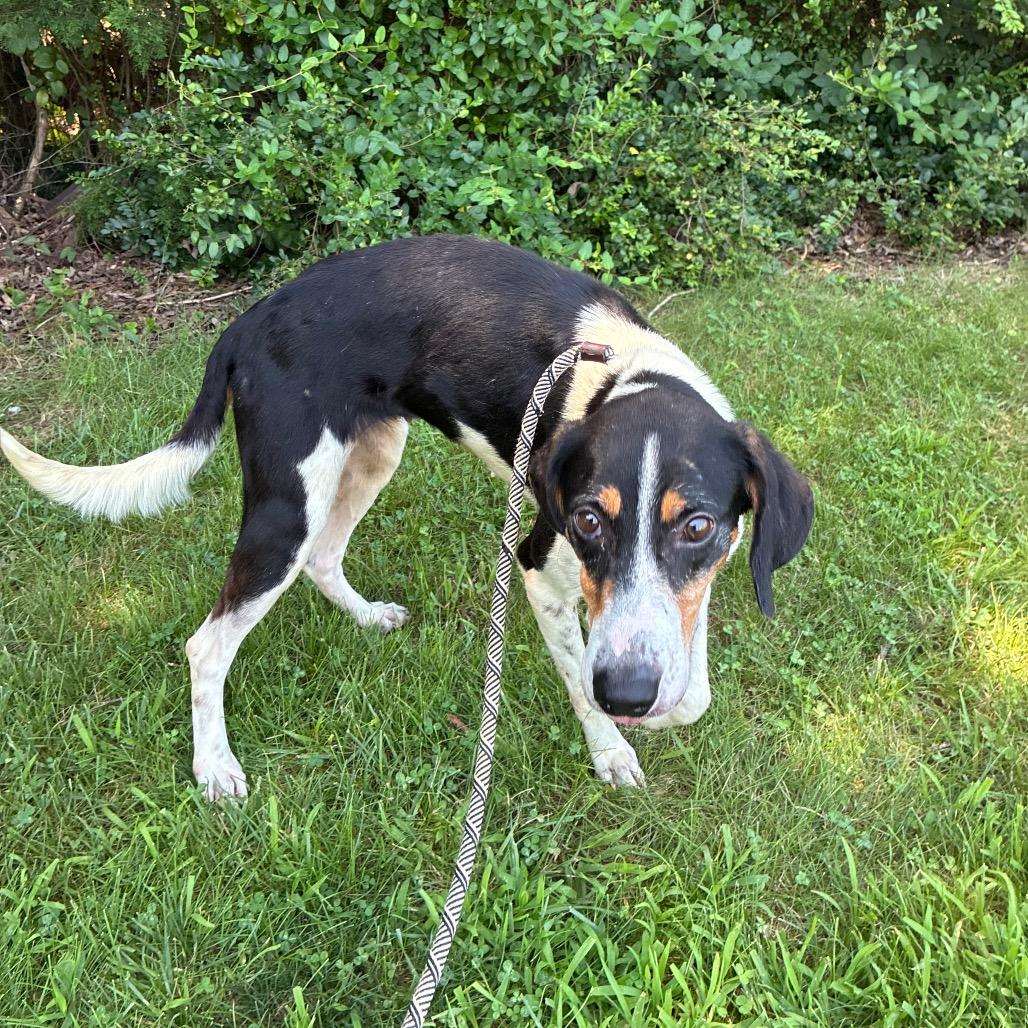 Enlarge Dulce, a Adoptable Mixed Breed in Fredericksburg, VA image 2/6