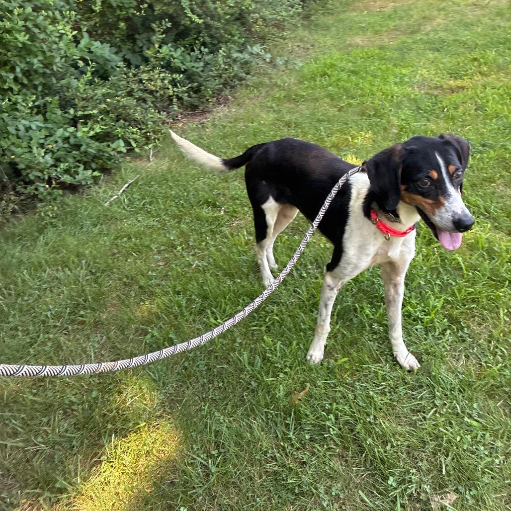 Enlarge Dulce, a Adoptable Mixed Breed in Fredericksburg, VA image 3/6