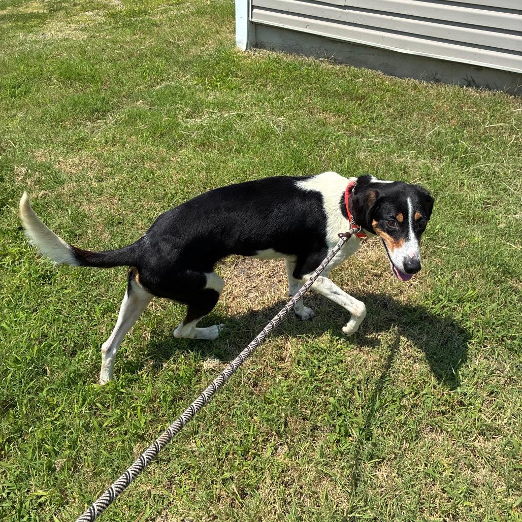 Enlarge Dulce, a Adoptable Mixed Breed in Fredericksburg, VA image 4/6