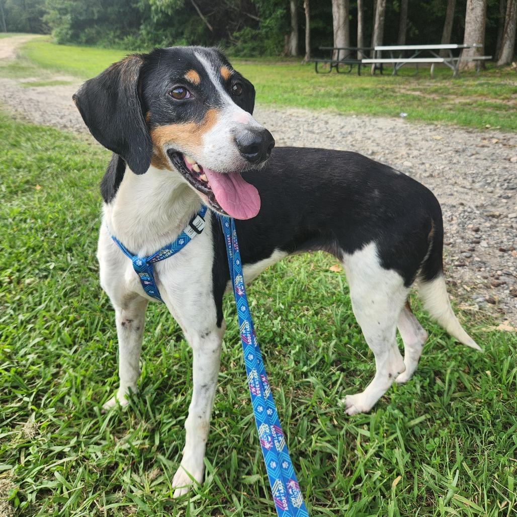 Enlarge Dulce, a Adoptable Mixed Breed in Fredericksburg, VA image 5/6
