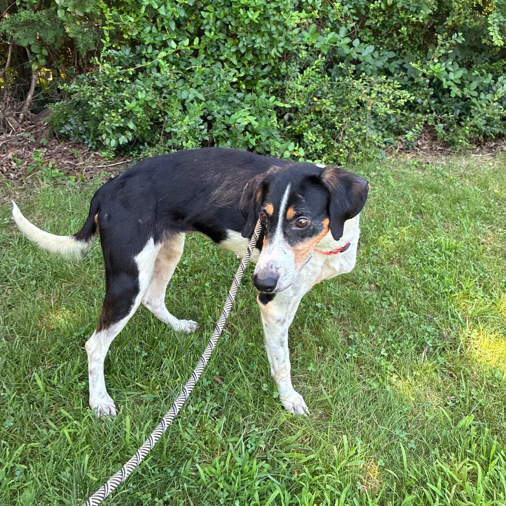 Enlarge Dulce, a Adoptable Mixed Breed in Fredericksburg, VA image 6/6